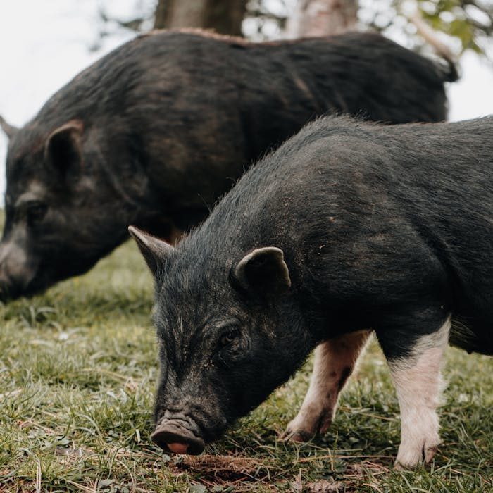Two black pigs grazing on a lush green pasture, showcasing farm lifestyle and animal behavior.