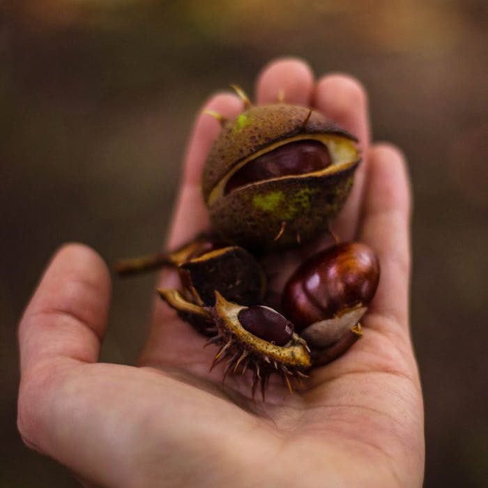 A hand holding fresh chestnuts outdoors in autumn highlighting nature's seasonal bounty.