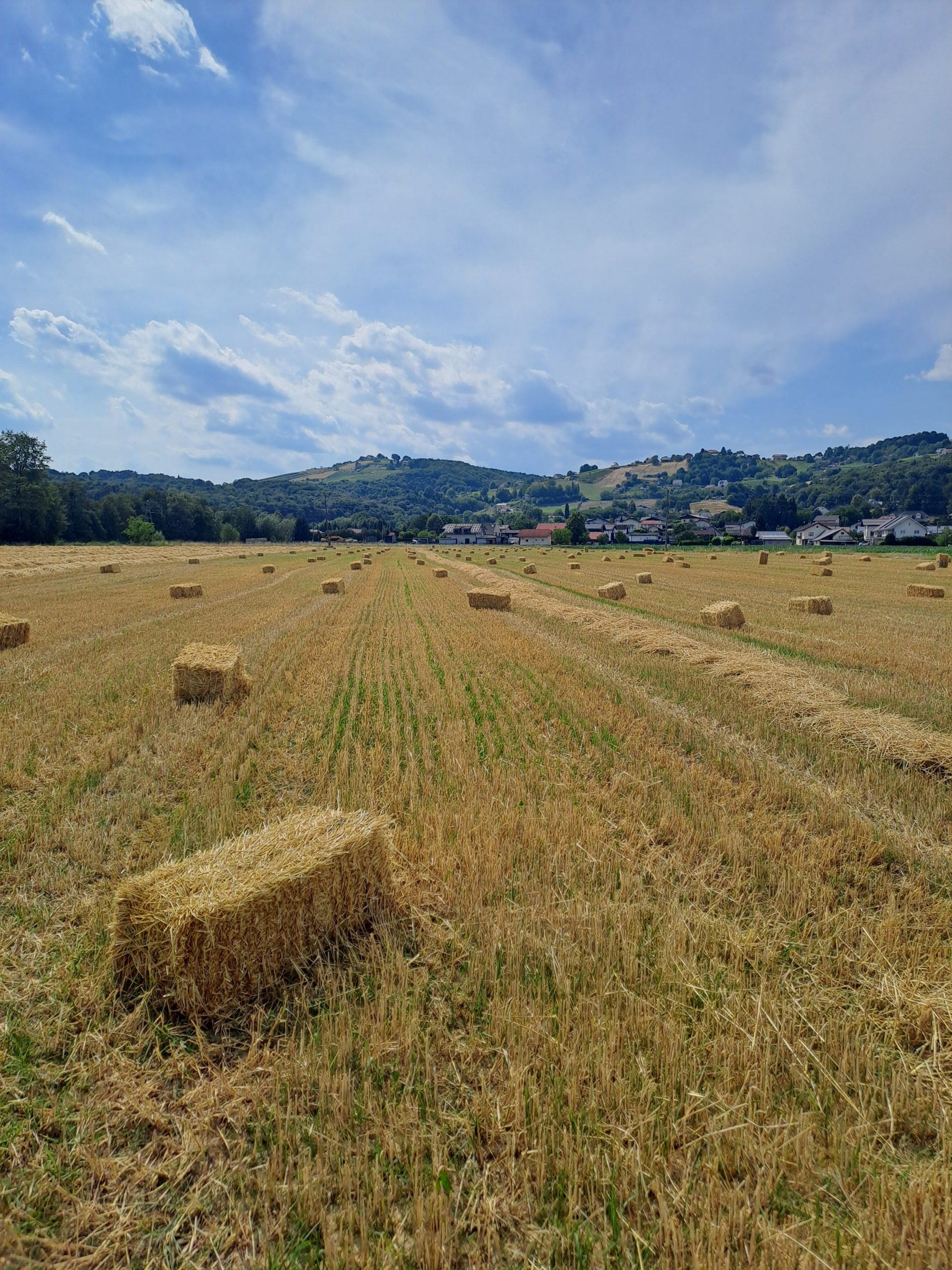 kmetijapodlesnikkocke
