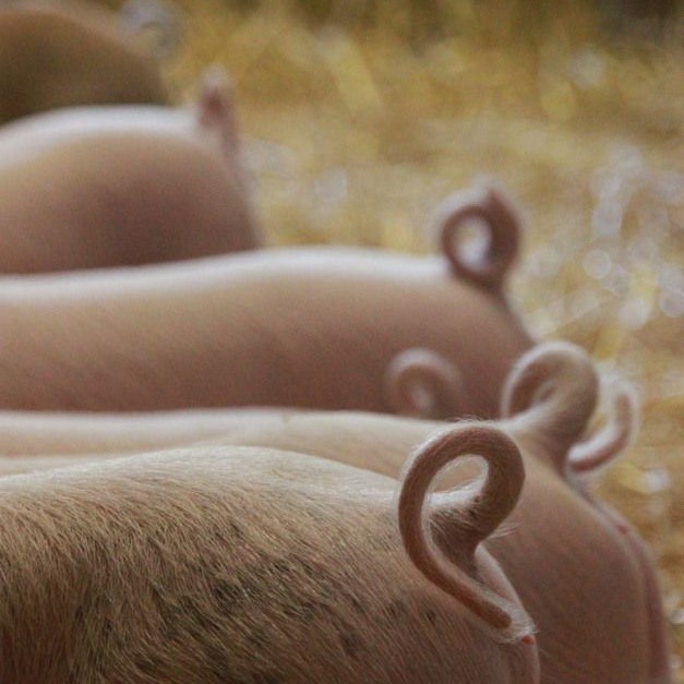 kmetijapodlesnikprašičereja